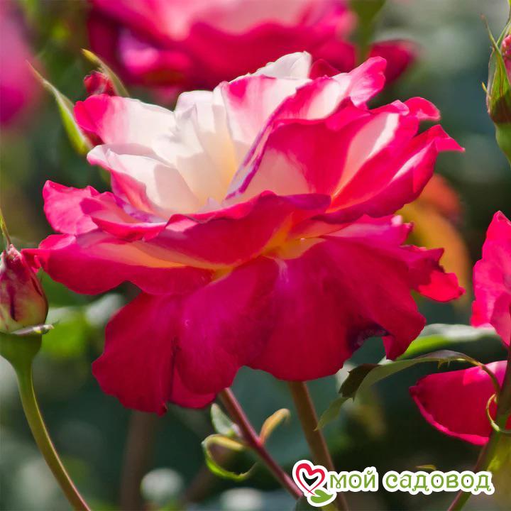 Роза чайно-гибридная Дабл Делайт