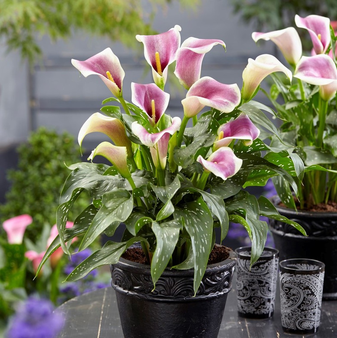 Калла Пикассо