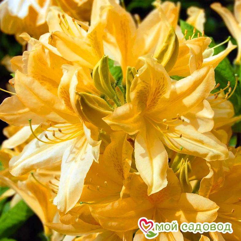 Азалия/Рододендрон листопадный Аннеке